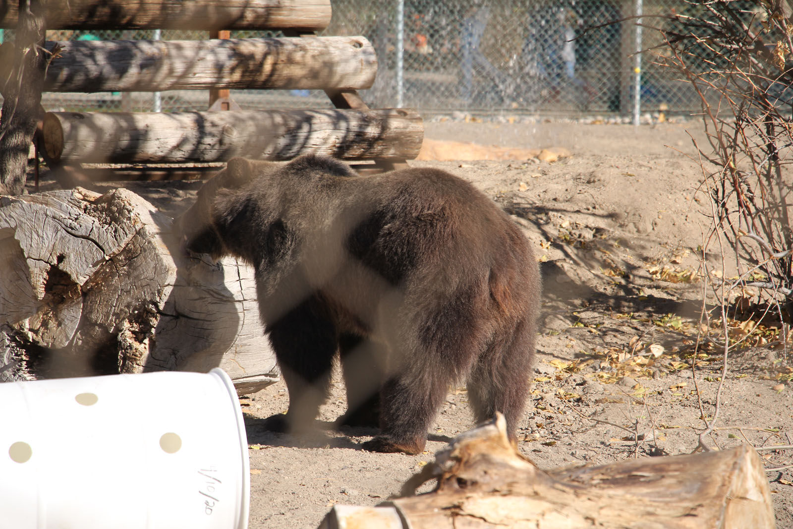 IMG_0018RDC Bear Exhibit.jpg